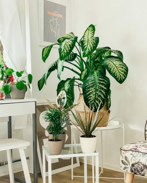 Vente De Plantes Exotiques Tout Savoir Sur Les Plantes Exotiques